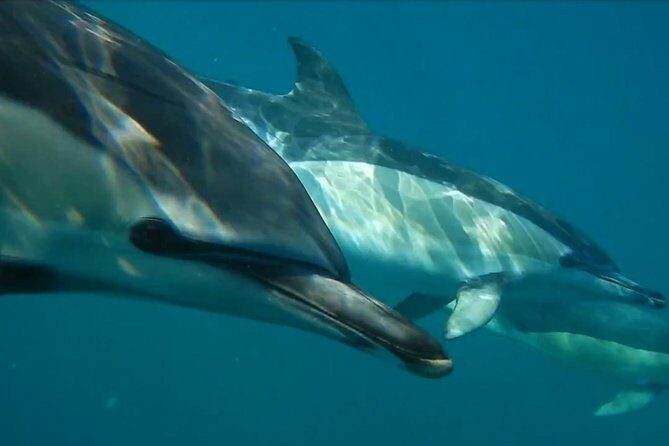 Lisbon Dolphin Watching with a Marine Biologist in a Small Group - Analyzing the Value for Money