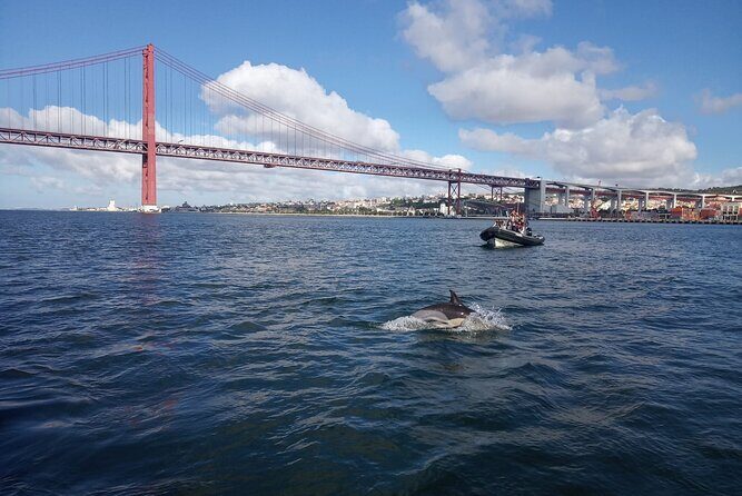 Lisbon Dolphin Watching with a Marine Biologist in a Small Group - The Sum Up: Who Is This Tour For?