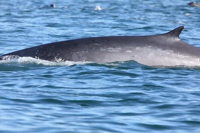 Lisbon Dolphin Watching with a Marine Biologist in a Small Group - FAQ