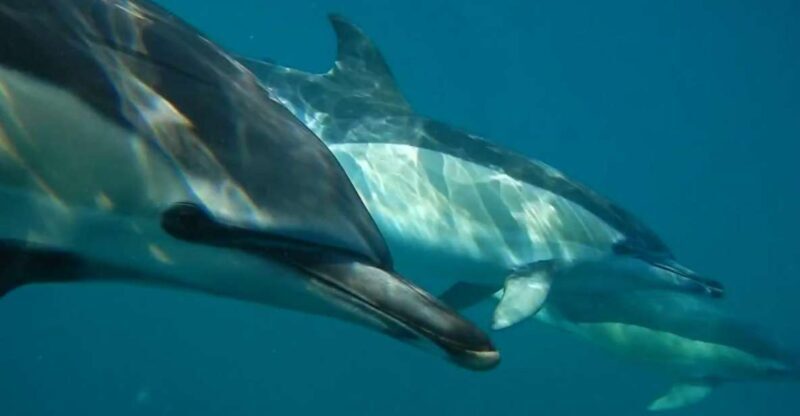 Lisbon: Dolphin Watching with Marine Biologist - What to Expect on Your Dolphin Watching Trip from Lisbon