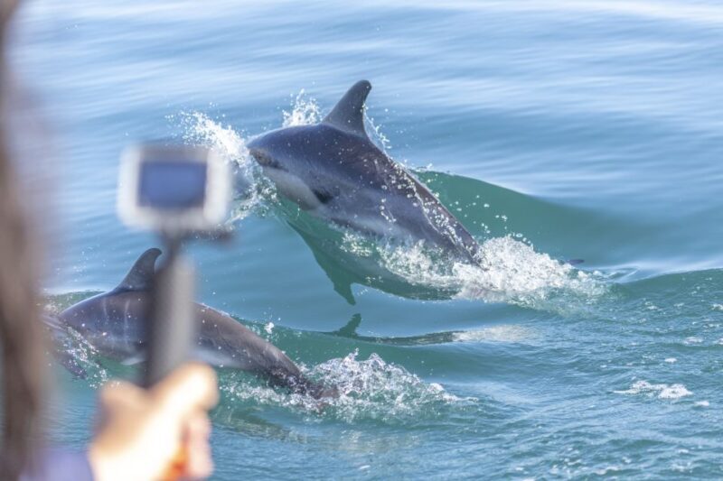 Lisbon: Dolphin Watching with Marine Biologist - The Itinerary Breakdown