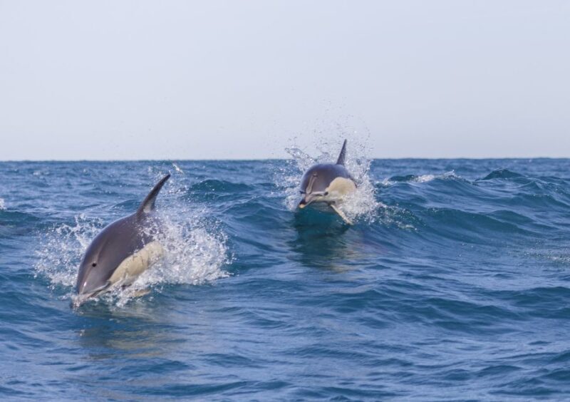 Lisbon: Dolphin Watching with Marine Biologist - Value for Money