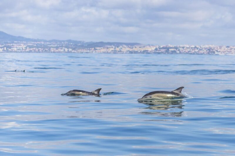 Lisbon: Dolphin Watching with Marine Biologist - Final Thoughts