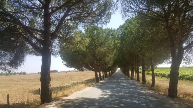 Lisbon: Évora and Alentejo Private Wine Tour - Why This Tour Offers Great Value