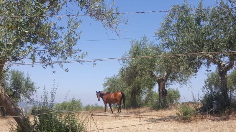 Lisbon: Évora and Alentejo Private Wine Tour - FAQ