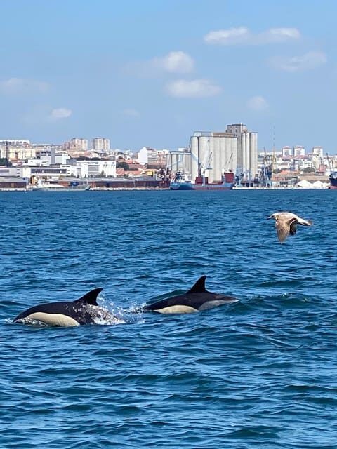 Lisbon: MAAT Entry Ticket & Dolphin Watching Boat Tour - FAQ