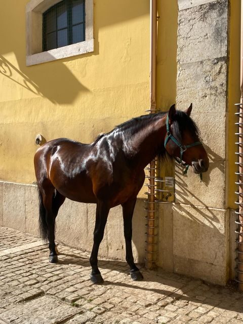 Lisbon: Morning of Equestrian Art with Lusitano Horses - What You Can Expect from This Tour