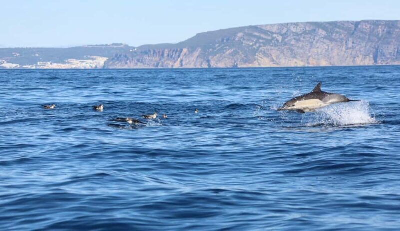 Lisbon: Ocean Safari with Marine Biologists - Additional Practical Insights