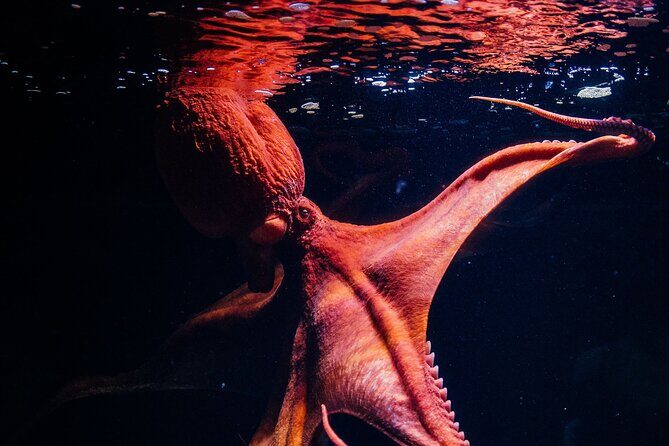 Lisbon Oceanario: Aquarium Entrance Ticket - FAQs