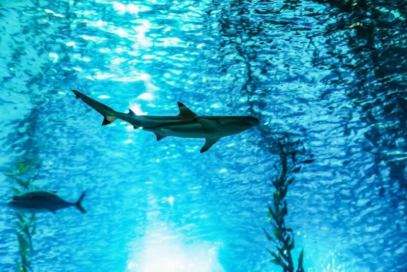 Lisbon: Oceanário de Lisboa Entrance Ticket - The Sum Up: Is It Worth Visiting?