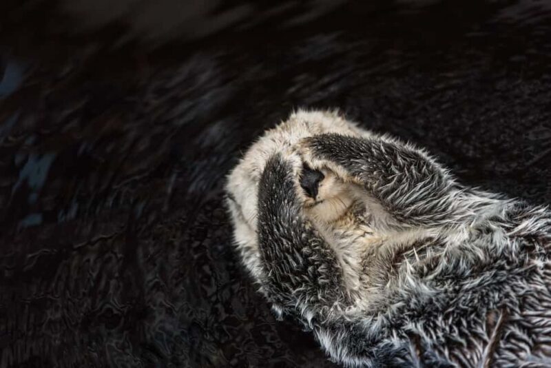 Lisbon: Oceanário de Lisboa Guided Tour & Behind the Scenes - Practical Details: Duration, Cost, and Accessibility