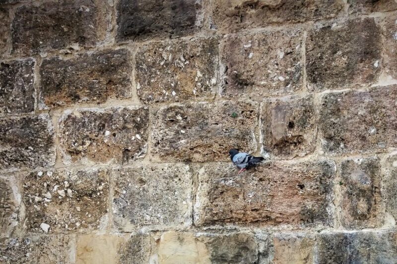 Lisbon: Old Town Private Walking Tour - The Itinerary: What You Can Expect