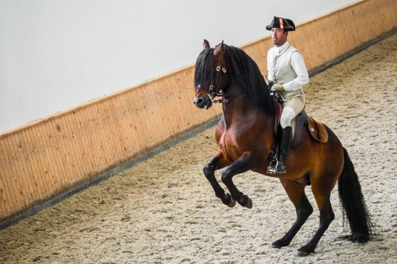 Lisbon: Portuguese Riding School Trainig with Lusitano Horse - An In-Depth Look at the Experience