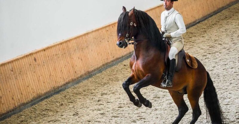 Lisbon: Portuguese Riding School Trainig with Lusitano Horse - FAQs