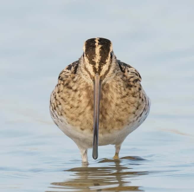 Lisbon: Private Birdwatching Tours with a Local Guide - Key Points