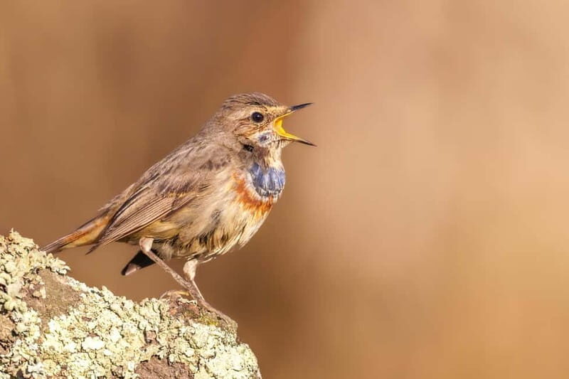 Lisbon: Private Birdwatching Tours with a Local Guide - Exploring the Details of Lisbon’s Birdwatching Tours
