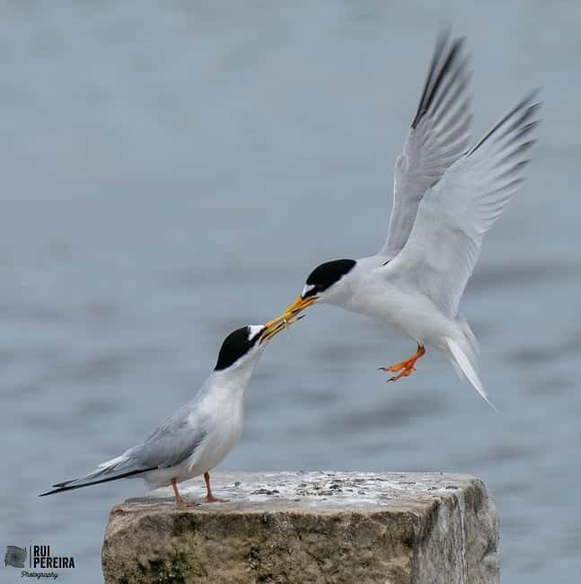Lisbon: Private Birdwatching Tours with a Local Guide - FAQ