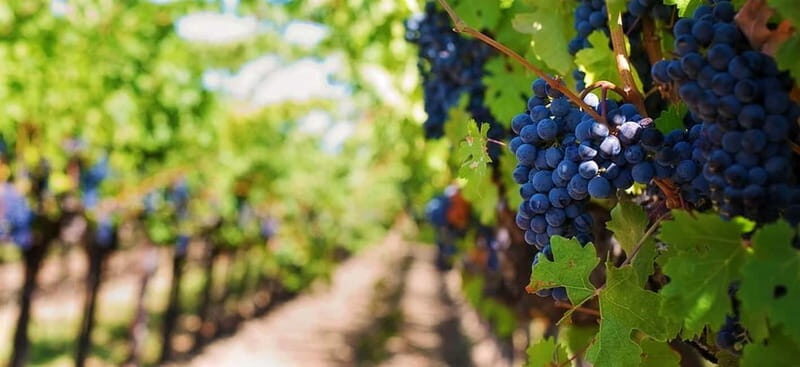 Lisbon: Setúbal, Arrábida and Azeitão Private Wine Tour - Lisbon: Setúbal, Arrábida and Azeitão Private Wine Tour