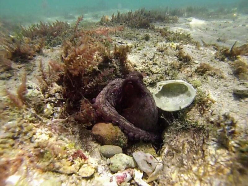 Lisbon: Snorkeling and Wine Tasting in Arrábida - An In-Depth Look at the Experience