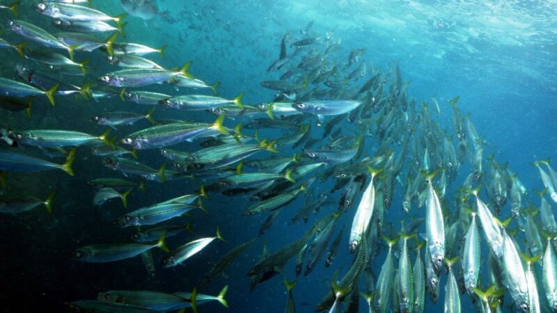 Lisbon: Snorkelling in Sesimbra/Arrábida Natural Park - The Experience in Detail