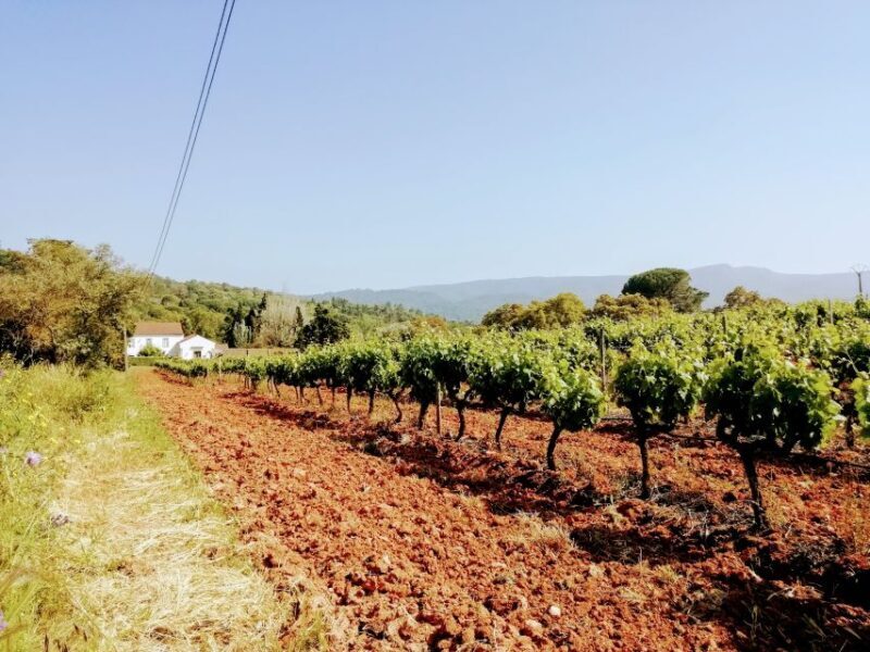 Lisbon: South City Sights and Cultural Tour with Wine - Exploring Lisbon’s South Side: A Balanced Look at the Cultural and Natural Wonders