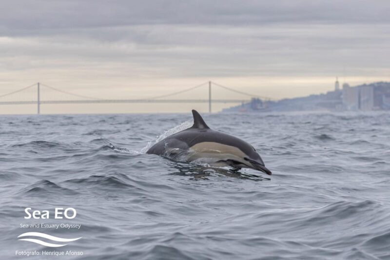 Lisbon: Speedboat Trip to Bugio Lighthouse - FAQ