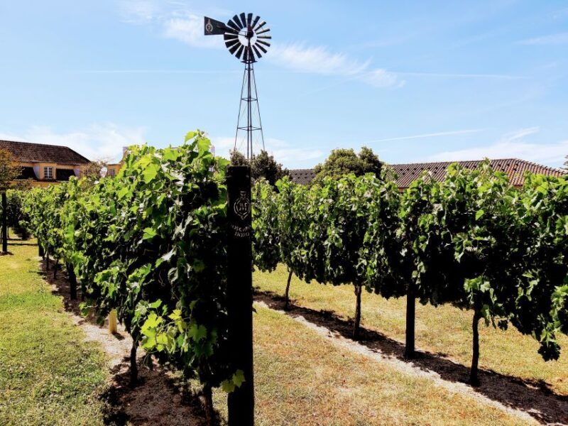 Lisbon: Surf or Bodyboard and Wine Tasting - An In-Depth Look at the Tour Experience