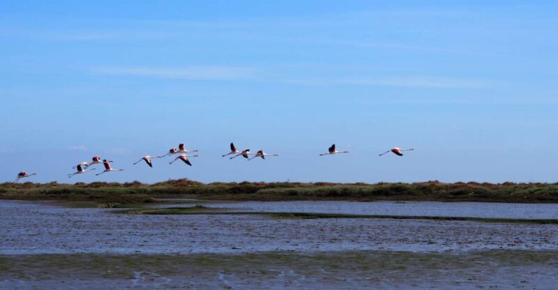 Lisbon: Tagus Estuary Nature Reserve Birdwatching Boat Tour - An In-Depth Look at the Birdwatching Experience in Lisbon
