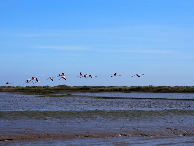 Lisbon: Tagus Estuary Nature Reserve Birdwatching Boat Tour - FAQs