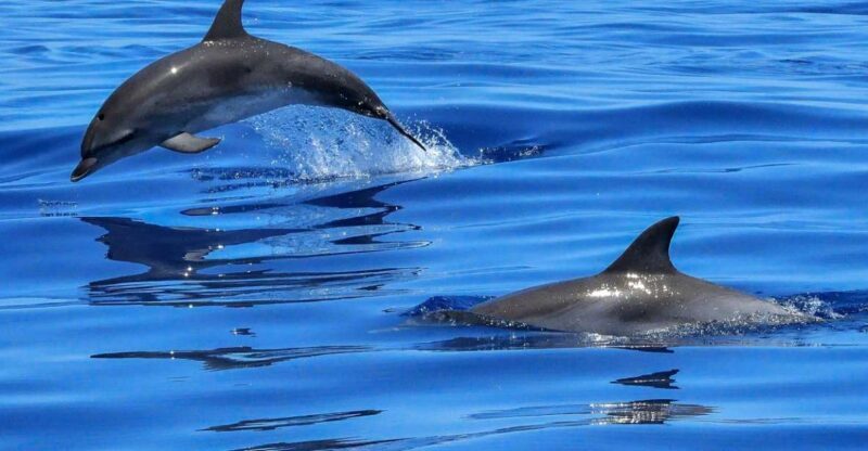 Lisbon: Tagus River Cruise to the Ocean & Dolphin Watching - The Dolphin Spotting Experience