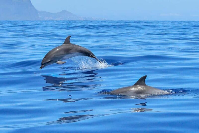 Lisbon: Tagus River Marine Wildlife Speedboating Adventure - Key Points