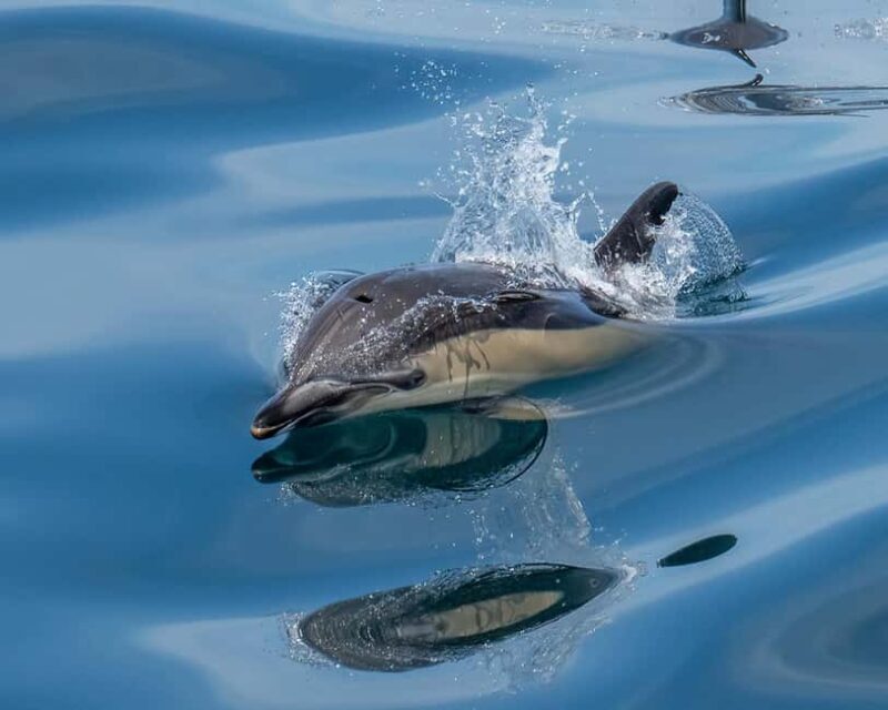 Lisbon: Tagus River Marine Wildlife Speedboating Adventure - The Experience in Detail