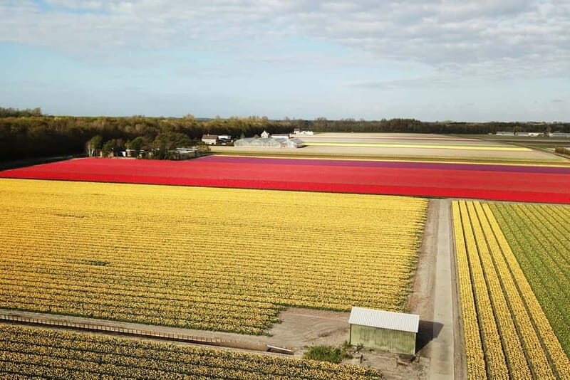 Lisse: Self-Guided Tulip Fields GPS Audio Tour - The Sum Up