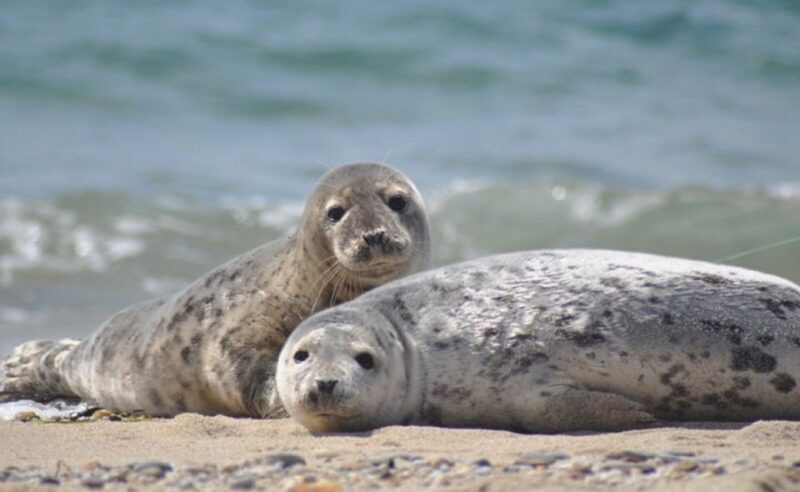 List/Sylt: Guided Seal-Watching Cruise on a Rustic Boat - An In-Depth Review of the Seal-Watching Cruise