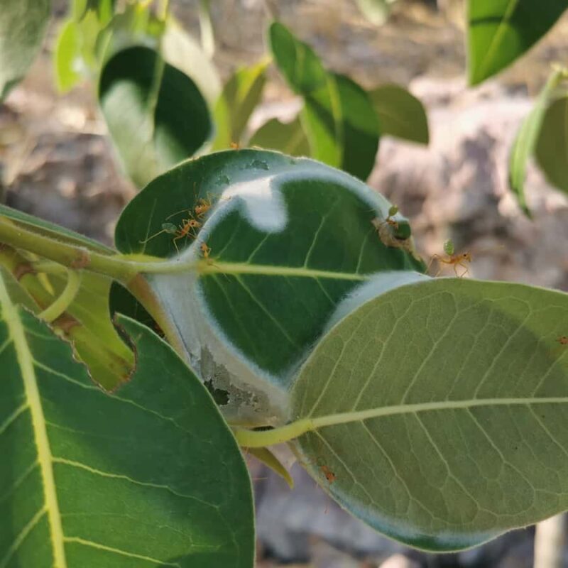 Litchfield & Berry Springs, Premium tour, 10 guests & lunch - An Introduction to the Tour Experience