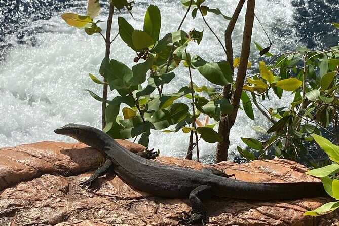 Litchfield & Berry Springs VIP Adventure Day Tours (group of 11) - Potential Drawbacks or Considerations