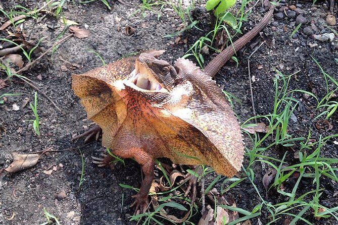 Litchfield National Park and Jumping Crocodile Cruise - The Sum Up: Who Is This Tour Perfect For?