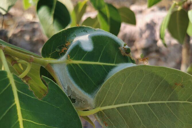 Litchfield National Park Day Tour & Berry Springs, Max 11 Guests - Berry Springs: A Relaxing End to the Day