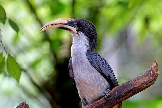 Little Adams peak Trekking with Birds Watching .. - Key Points
