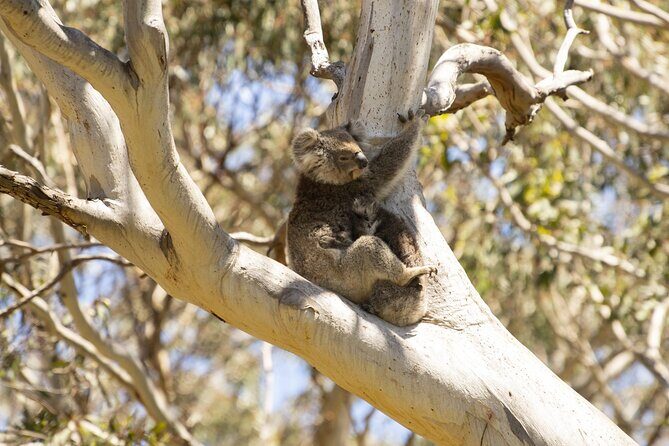 Little Koala Walking Tour - Key Points