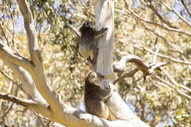 Little Koala Walking Tour - Exploring Kangaroo Island with the Little Koala Walking Tour