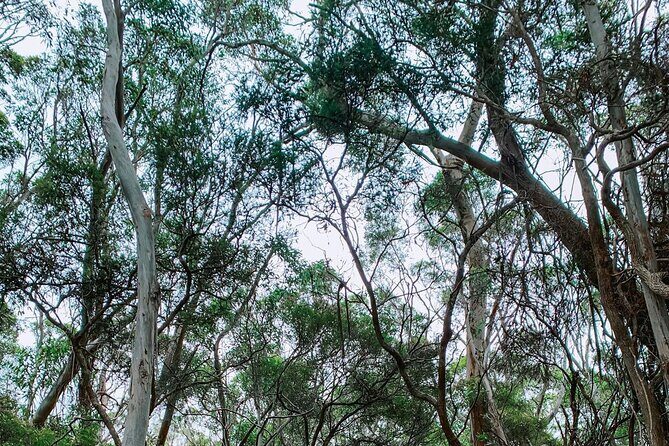 Little Koala Walking Tour - Authentic Experiences and Genuine Value