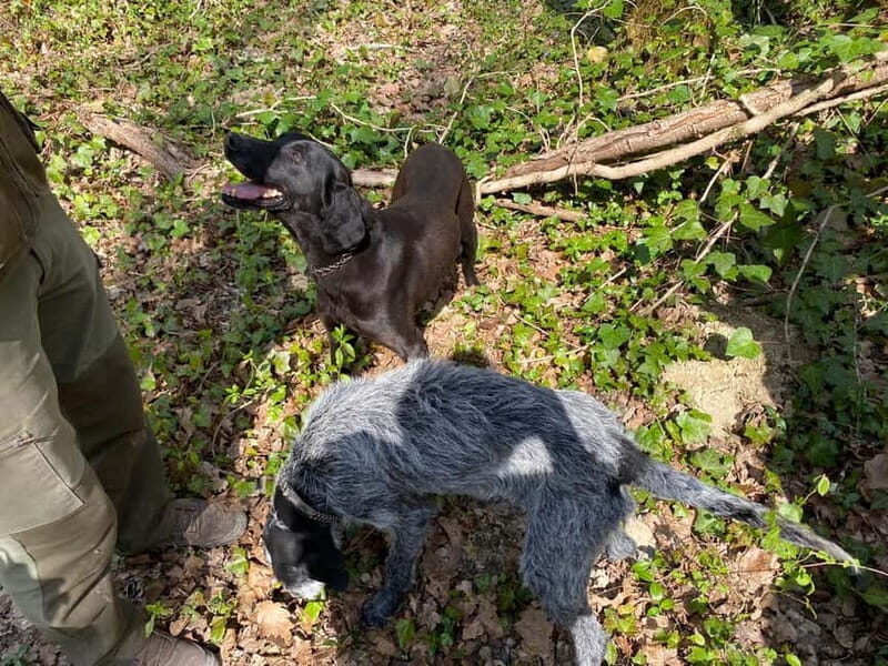 Livade: Guided Truffle Hunting Walking Tour - Livade: Guided Truffle Hunting Walking Tour — An Authentic Croatian Experience