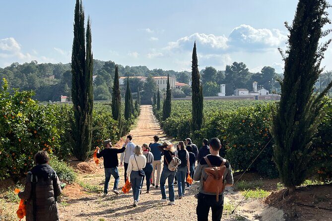 Live an Experience Among Orange Trees in Huerto Ribera - Who Would Love This Tour?