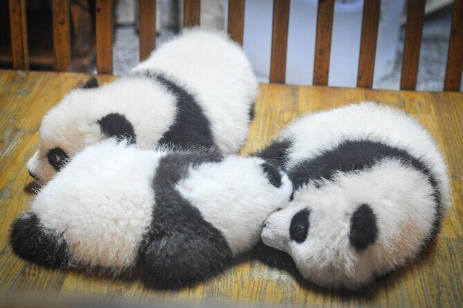 LIVE Streaming: Meet Pandas at Chengdu Research Base of Giant Panda Breeding - Who Is This Tour Best For?