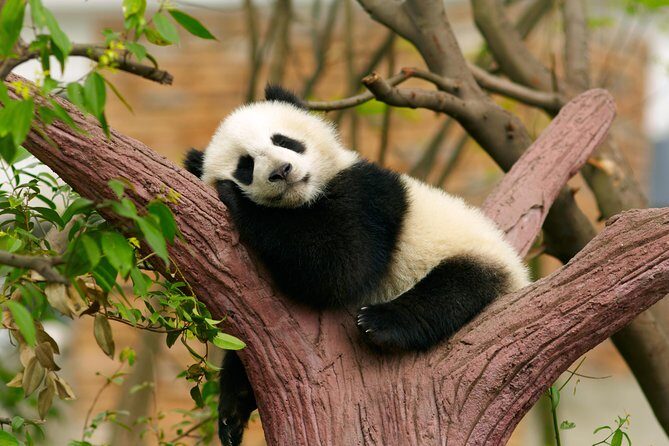 LIVE Streaming: Meet Pandas at Chengdu Research Base of Giant Panda Breeding - The Sum Up