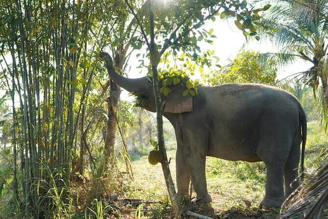 LIVING GREEN ELEPHANT SANCTUARY Chonburi - Living Green Elephant Sanctuary Chonburi: An Authentic Ethical Encounter with Thailand’s Gentle Giants