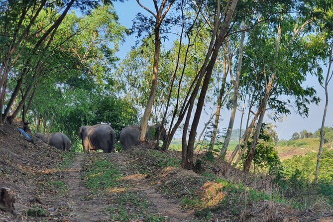 LIVING GREEN ELEPHANT SANCTUARY Chonburi - Analyzing the Value: Is It Worth $45?
