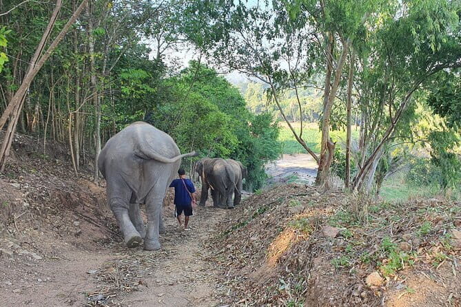 LIVING GREEN ELEPHANT SANCTUARY Chonburi - Final Thoughts