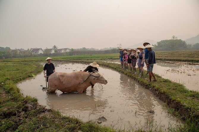 Living Land Rice Farming Experience - The Itinerary: What to Expect Step-by-Step